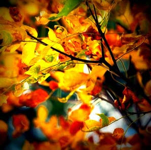 Fall Lawn Tips