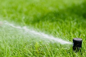 Provide Healthy Green Grass