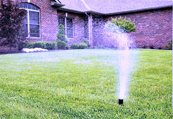 Summer Watering Tips
