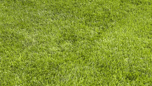 Spring Green Grass Tips